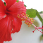 Profile picture of Site-Admin
