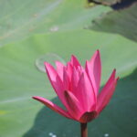 தீபா செண்பகம்
