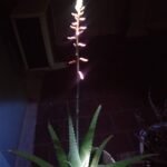 Daffodills